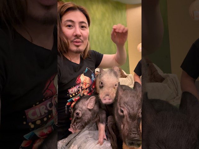 Pigs in Japan with #GuyTang