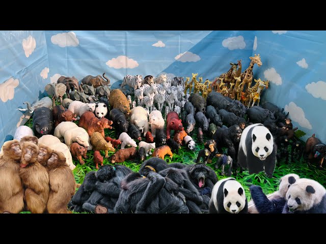 Animal Groups in the Zoo | Toy Animals for Kids | Groups of Elephant, Bears, Zebra’s |