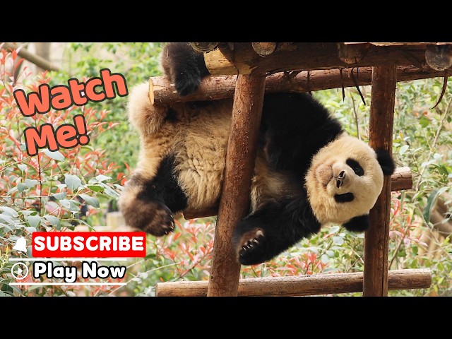 Stuck? Who Said I'm Stuck? | iPanda