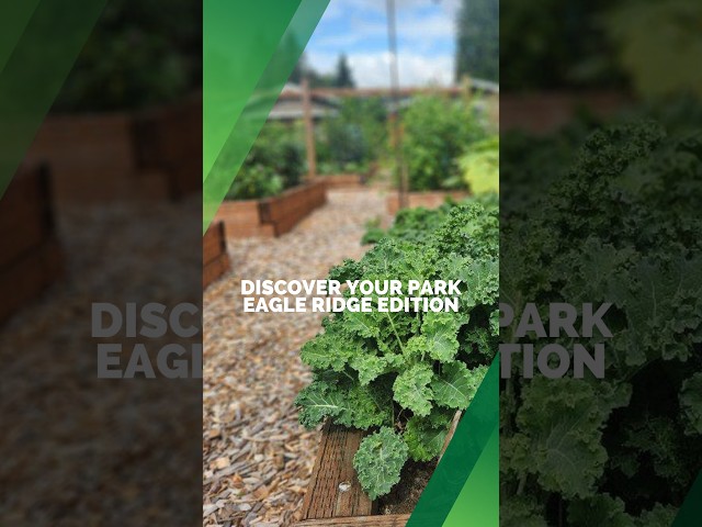 Discover Eagle Ridge Park in Lake Stevens