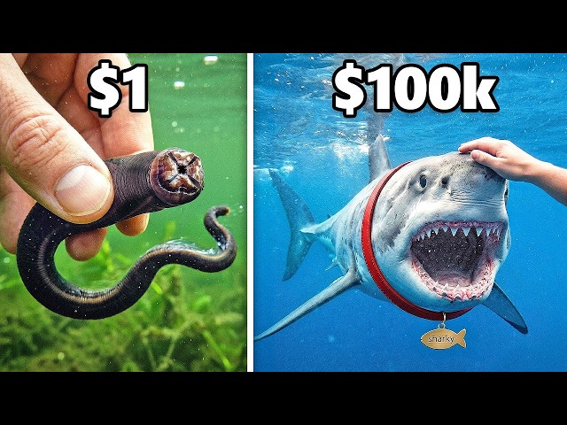 Pez de Mascota de $1 vs $100,000!