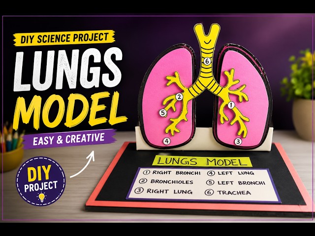 Human Lungs 3D Model | How to make lungs model | Science Exhibition Model | The4PillarsAcademy