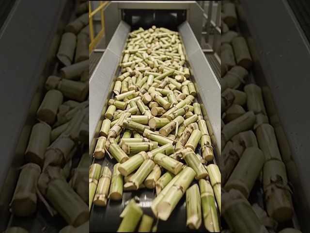 Inside a Modern Sugar Factory 🍬 | From Sugarcane to Pure White Sugar#shorts