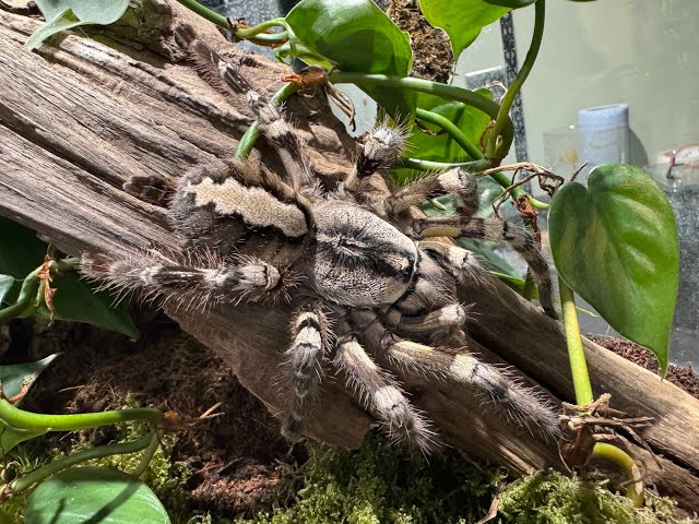Poecilotheria regalis, Indian Ornamental pairing