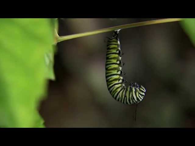 Monarch Caterpillar Changing to Chrysalis