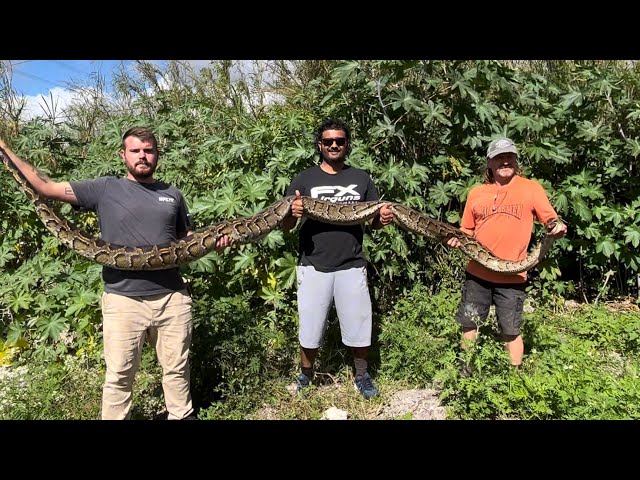 The Time I Caught the Biggest Python of My Life
