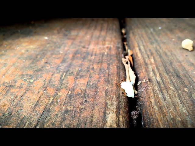 Ants Tackle Challenge With Teamwork and Persistence