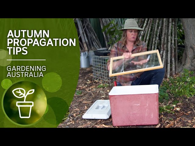 Autumn is a great time to propagate | DIY Garden projects | Gardening Australia