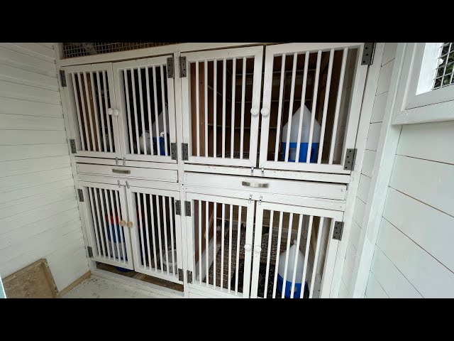 Settling Young Birds & NEW Kit Box - Birmingham Roller Pigeons