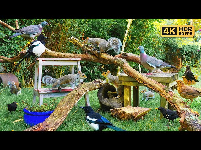 Cat TV for Cats to Watch 😸 Birds & Squirrels in the Garden 🕊️🐿️ Bird videos for cats