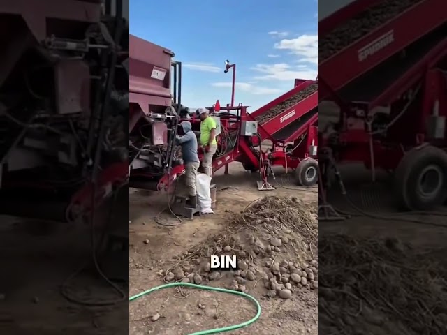 How potatoes are harvested #farming #agriculture #potato