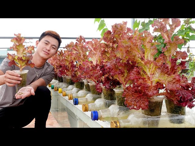 The ways to grow vegetables at home does not cost money but for high productivity