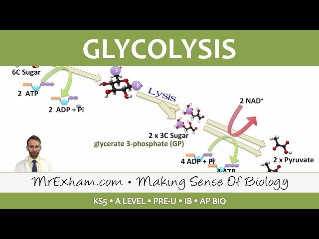 Cellular Respiration - Glycolysis - Post 16 Biology (A Level, Pre-U, IB, AP Bio)
