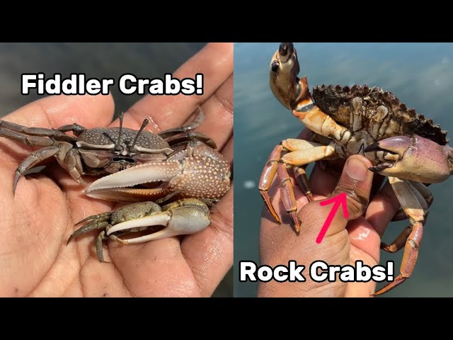 Huge Fiddler Crabs And Rock Crabs! - Crab Catching In San Diego, California