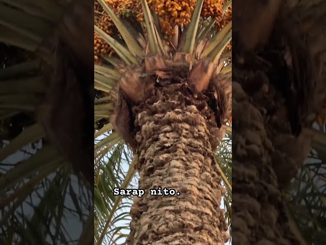 #Qatar #datessweet