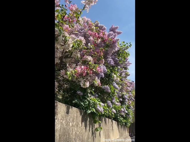 Oxford in spring