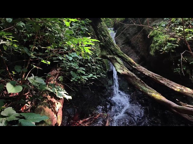 Relaxing Piano Music – Peaceful River Sounds for Deep Sleep & Stress Relief