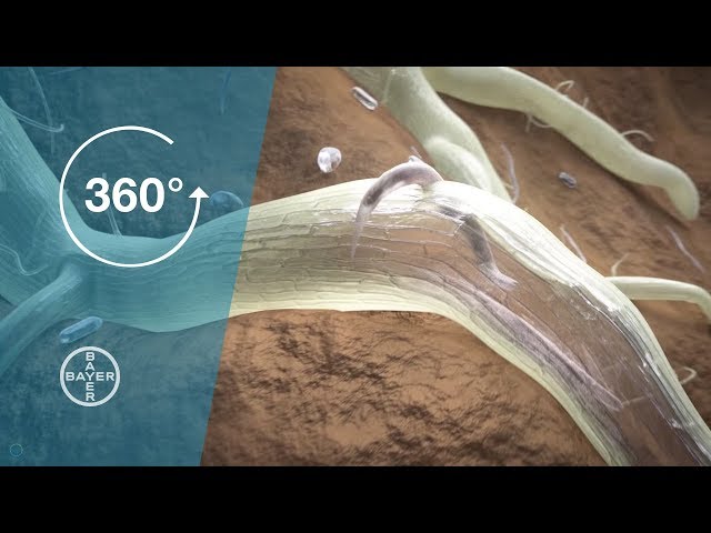 How Nematodes Affect Crops: A 360° Farming Experience | Bayer