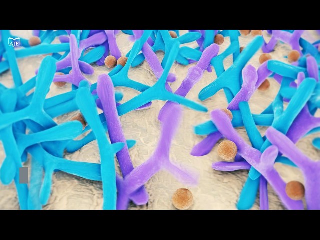 Resistant starch and Bifidobacterium pseudolongum reduce inflammation in DSS-induced colitis