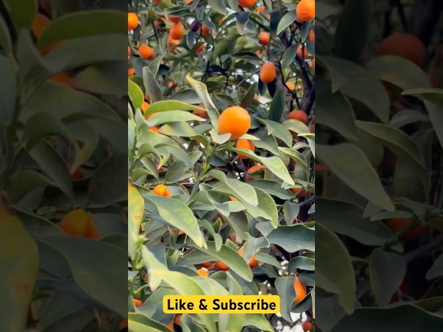 দেখতে কমলা ফলের মতো, কিন্তু কমলা নয়. It is kumquat #bangla #bangladeshivlogger #bangladeshivlog