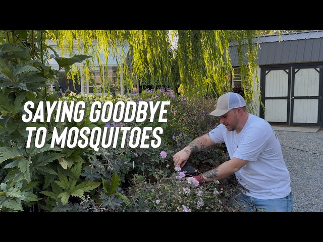 Finally Taking Care Of This Mosquito Problem, Now We Plant! 🦟