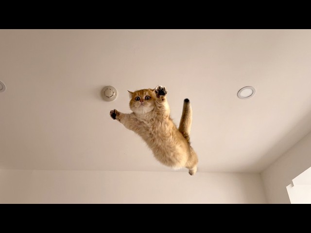 When a Cute Kitten Becomes a Drama Queen 😹