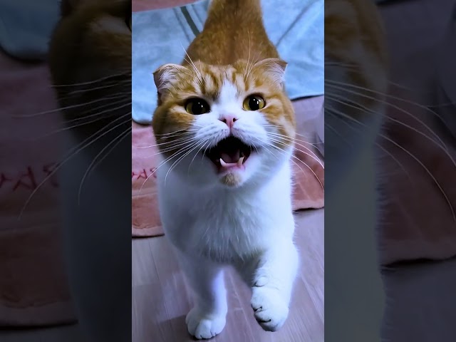 일어나라! 아침이다!  #ai #vere #cat #고양이