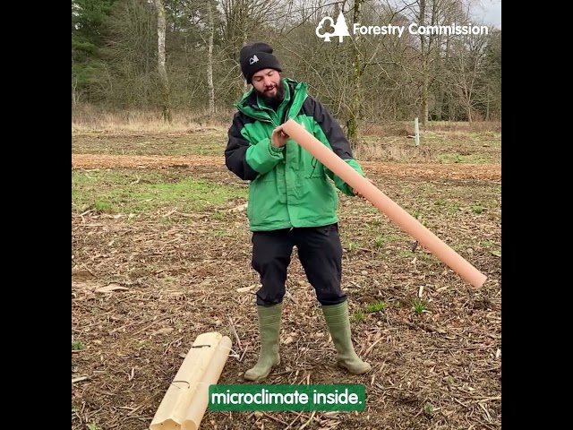 Trialling biodegradable tree tubes