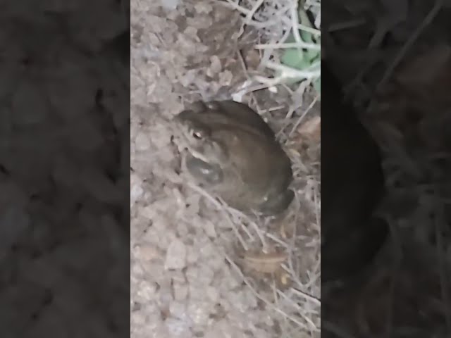 Creature