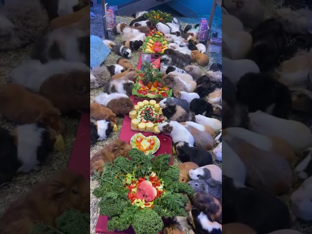 #Yummy #feast for #Bunnies