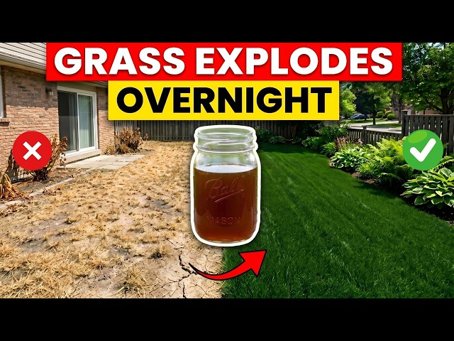 The Forbidden Homemade Fertilizer That Makes Grass EXPLODE With 10x Growth...