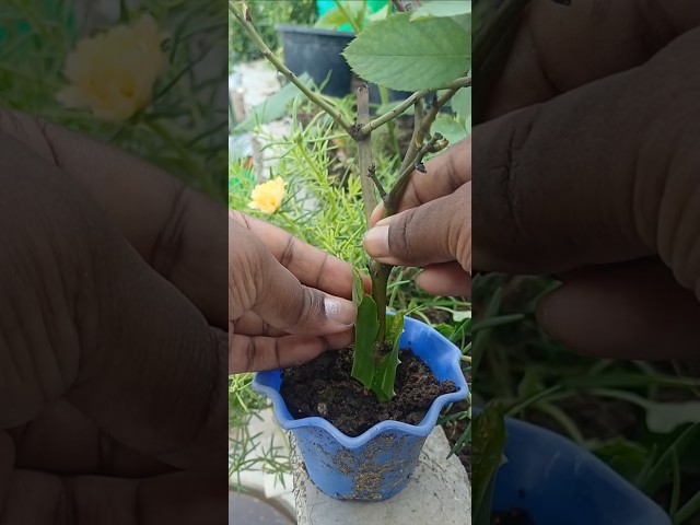 😂🌹 "एक कटिंग है...अब देखते हैं गुलाब उगता है या मेरी जिद! 🤣🌱" #youtubeshorts #viral #shortsfeed