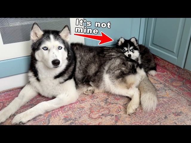 Pomsky Puppy’s First IQ Test | Big Husky Finally Accepts Her