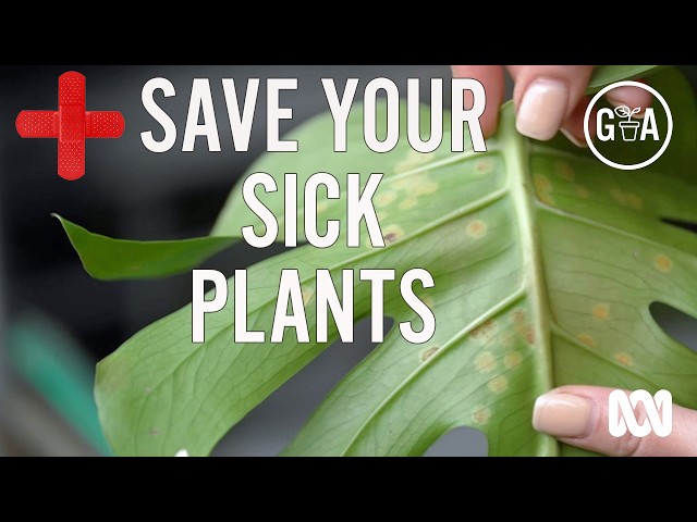 First aid for sick indoor plants | Gardening Australia