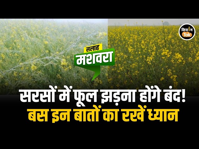 Mustard Crop Protection: Why do flowers fall off mustard plants? Learn how to prevent it #farming...