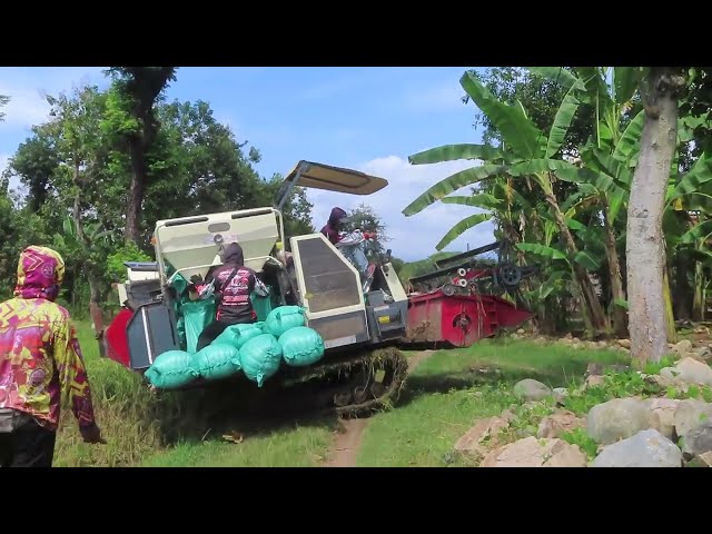 Kombi Sawah Maxxi Bimo Mbah Kun habis memanen naik ke Jalan | MT2 2025