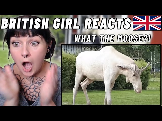 BRITISH Girl Reacts to BEST MOOSE MOMENTS!!