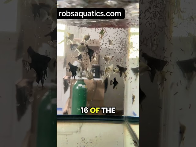 Black Pinoy & Koi Angelfish Restock! 🔥