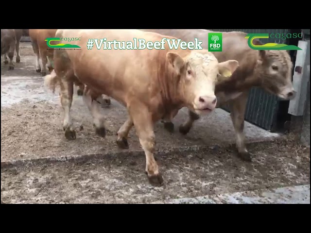 System Focus: Under 16 month Bull Beef Production