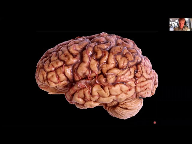 Blood Vessel Damage and Injury Presentation
