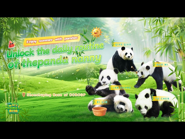 Broadcast: Unlock The Daily Routine Of The Panda Nanny | iPanda