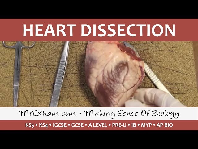 Heart Dissection - GCSE/A Level/IB Biology