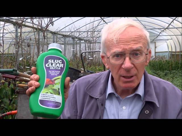Top Tips for Growing Tomatoes | Expert Tomato Growing Advice for UK Gardeners