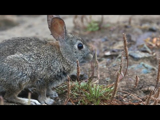 A Bunny Quietly Munching on Grasses