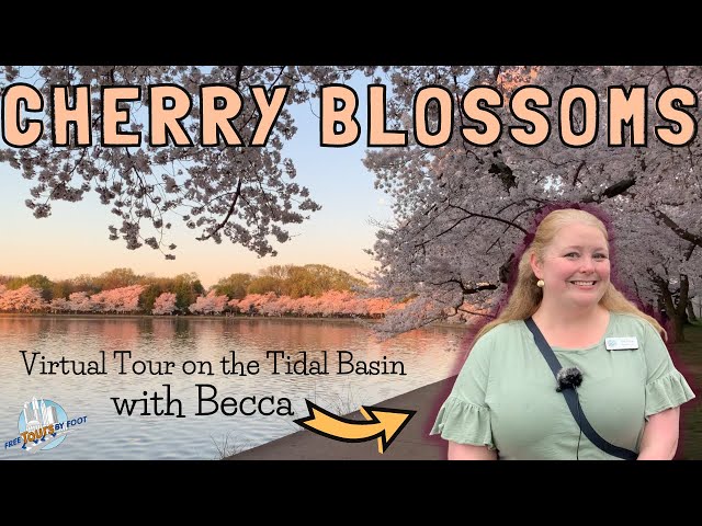 Washington DC's Cherry Blossoms Virtual Tour