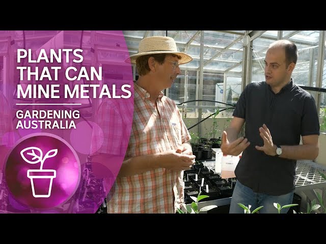 Meet the hyperaccumulators: plants that can mine metals