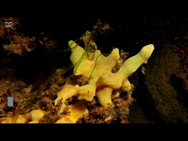 Marine sponges turn friendly microbes into food for their embryo development