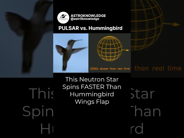 PULSAR vs. Hummingbird… Which one is FASTER? #astroknowledge