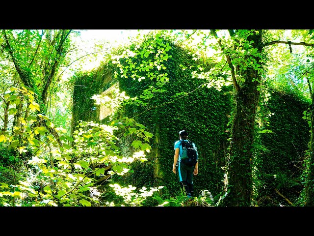 Hiking Alone In Cornwall UK, Kennall Vale Nature Reserve