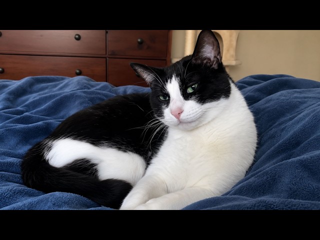 The Funniest Cat Moments of the Week 🤣Funny Cat Videos